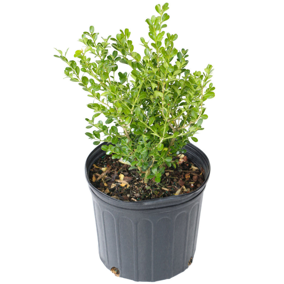 Boxwood Wintergreen - 3 Gallon Pot