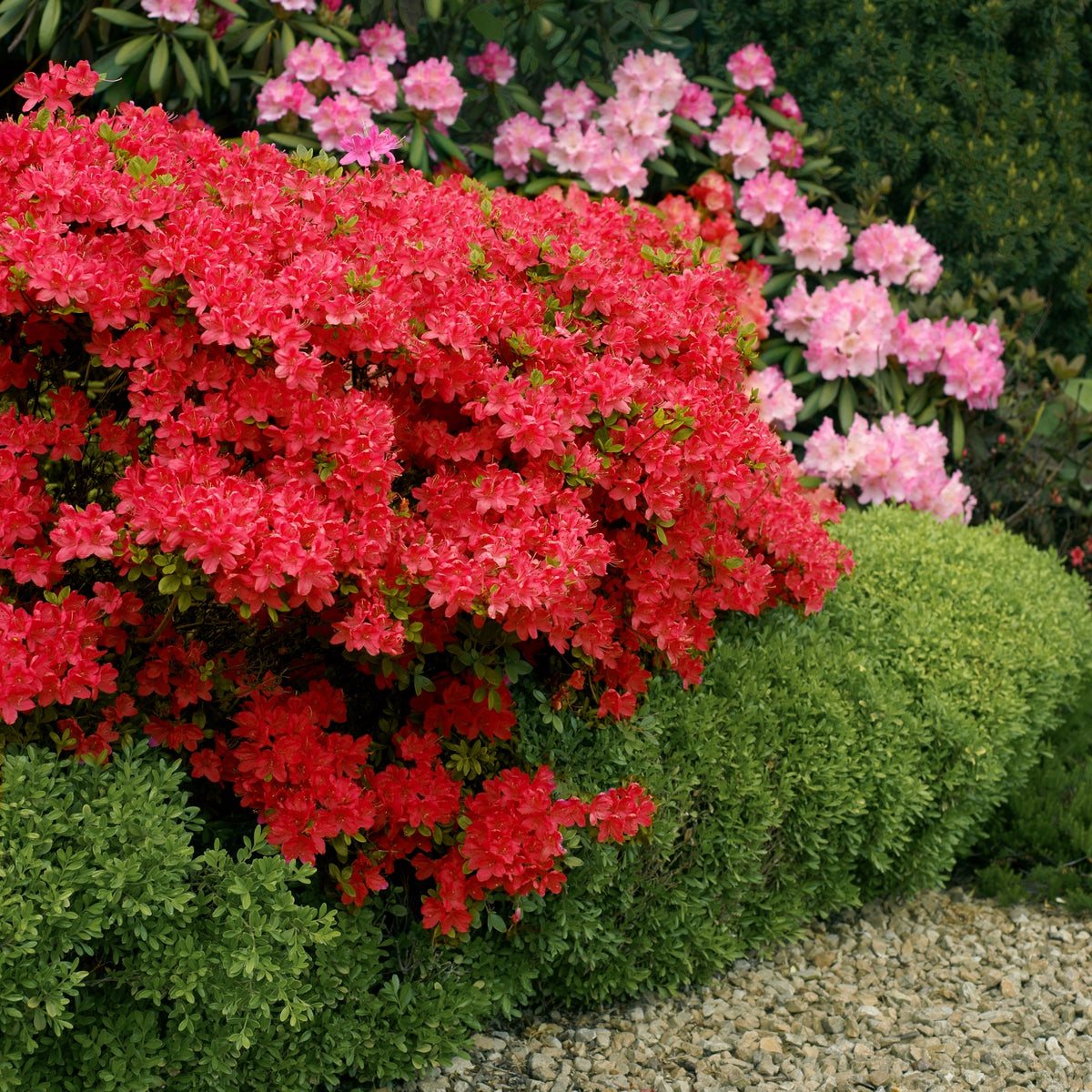 Azalea 'Stewartstonian' - 1 Gallon Pot