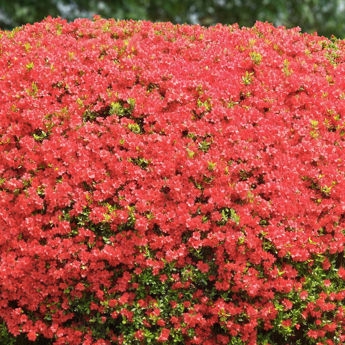 Rhododendron, Azalea 'Fashion' - 3 Gallon Pot