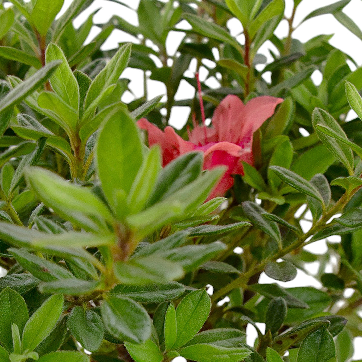 Rhododendron, Azalea 'Fashion' - 3 Gallon Pot