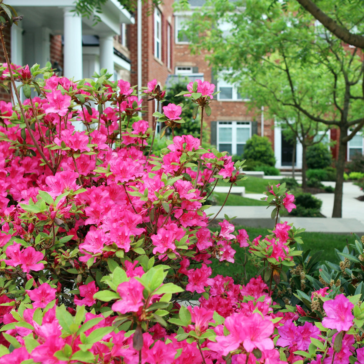 Azalea 'Rene Michelle' - 1 Gallon Pot