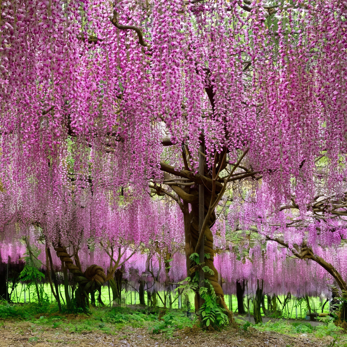Pink Wisteria - 4" Pot