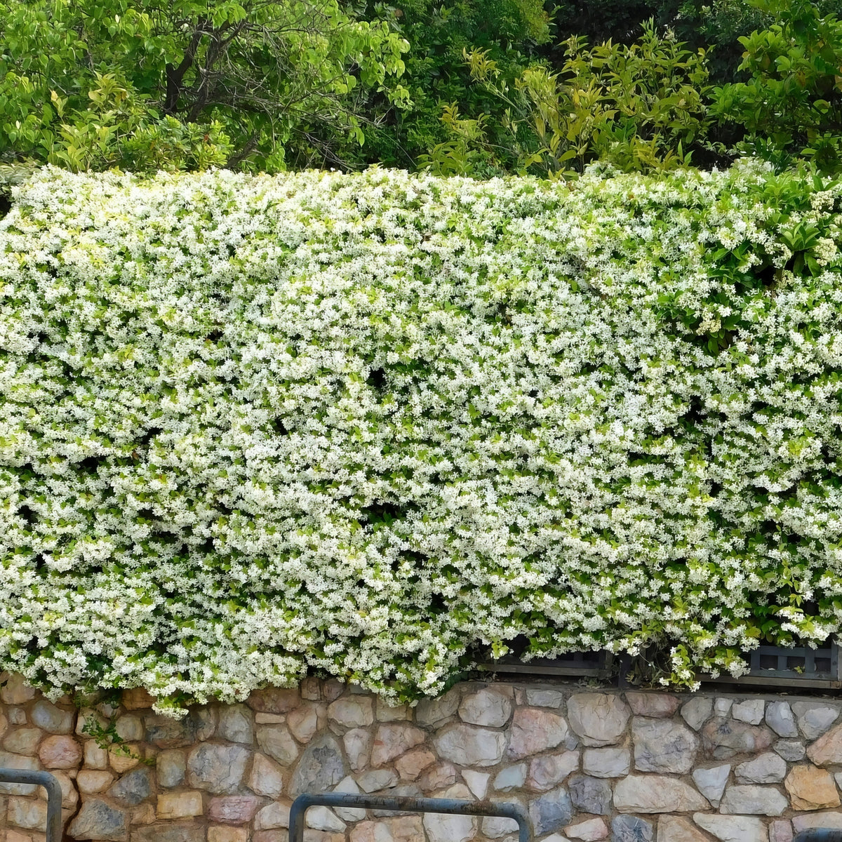 Trachelospermum, Jasmine 'Confederate' - 3 Gallon Pot