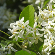 Trachelospermum, Jasmine 'Confederate' - 3 Gallon Pot