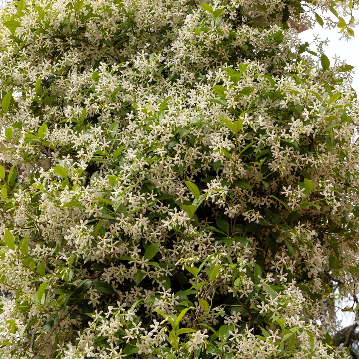 Trachelospermum, Jasmine 'Confederate'  - 1 Gallon Pot