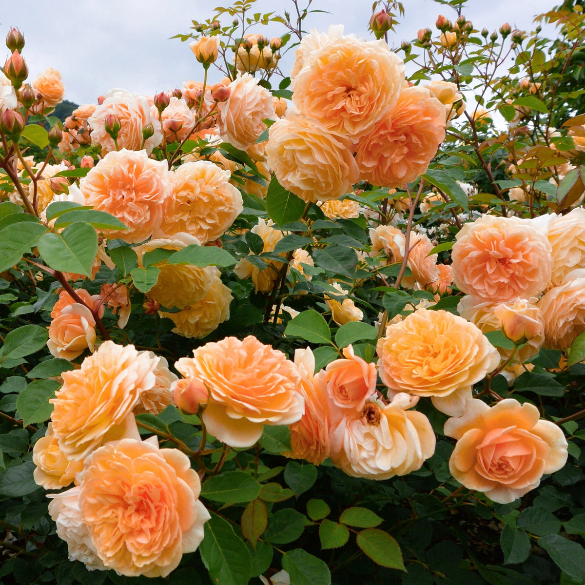 Rose Orange Honey - 3 Gallon Pot