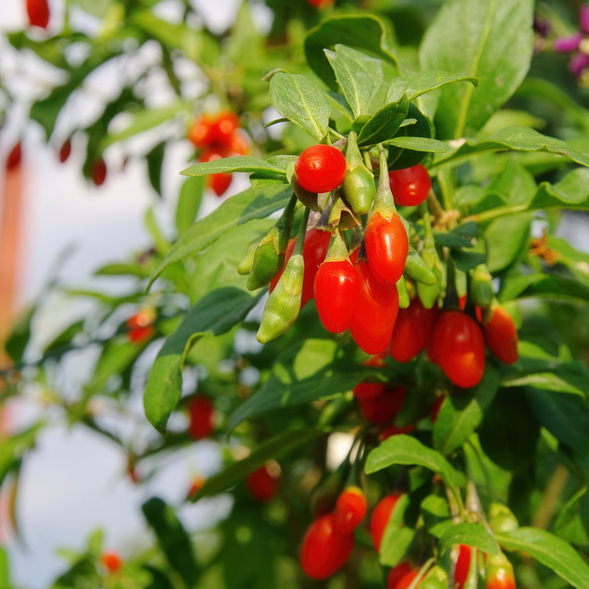 Lycium chinense Goji Berry - 1 Gallon