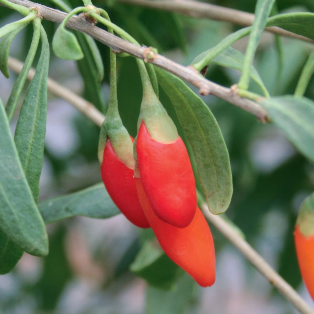 Lycium chinense Goji Berry - 1 Gallon