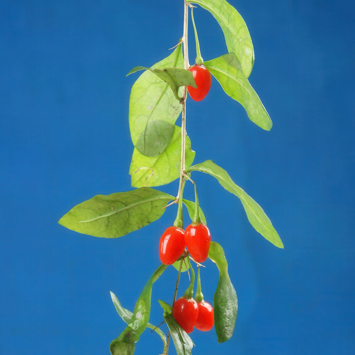 Lycium chinense Goji Berry - 1 Gallon
