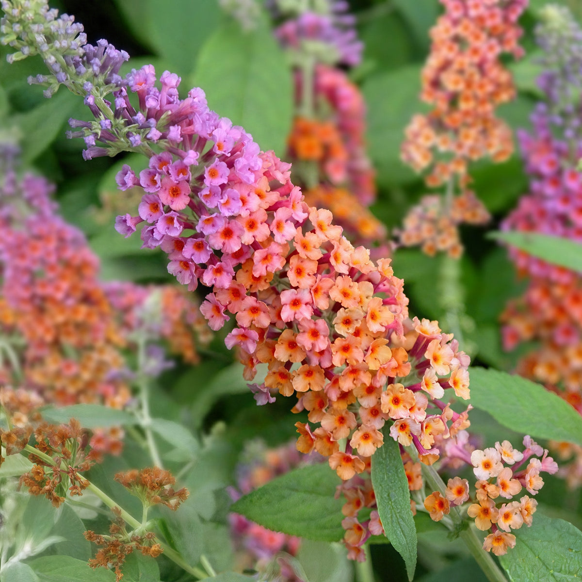 Buddleia 'Bicolor' Butterfly Bush - 1 Gallon Pot