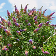 Buddleia 'Bicolor' Butterfly Bush - 3 Gallon Pot (NOVEMBER PICK UP SALE)