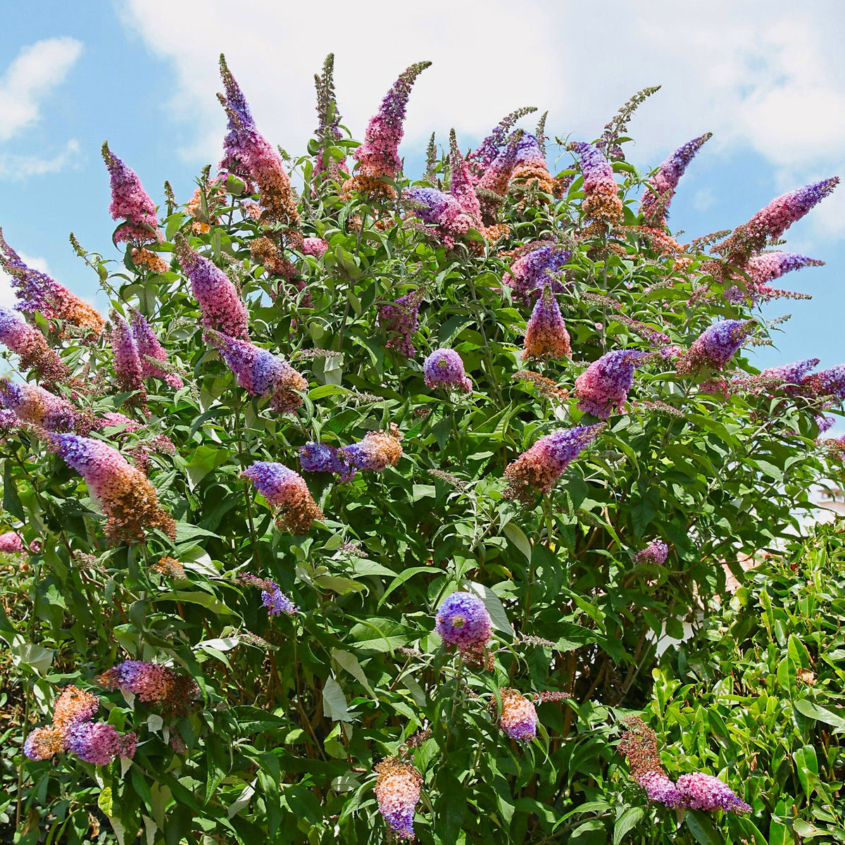 Buddleia 'Bicolor' Butterfly Bush - 3 Gallon Pot (NOVEMBER PICK UP SALE)