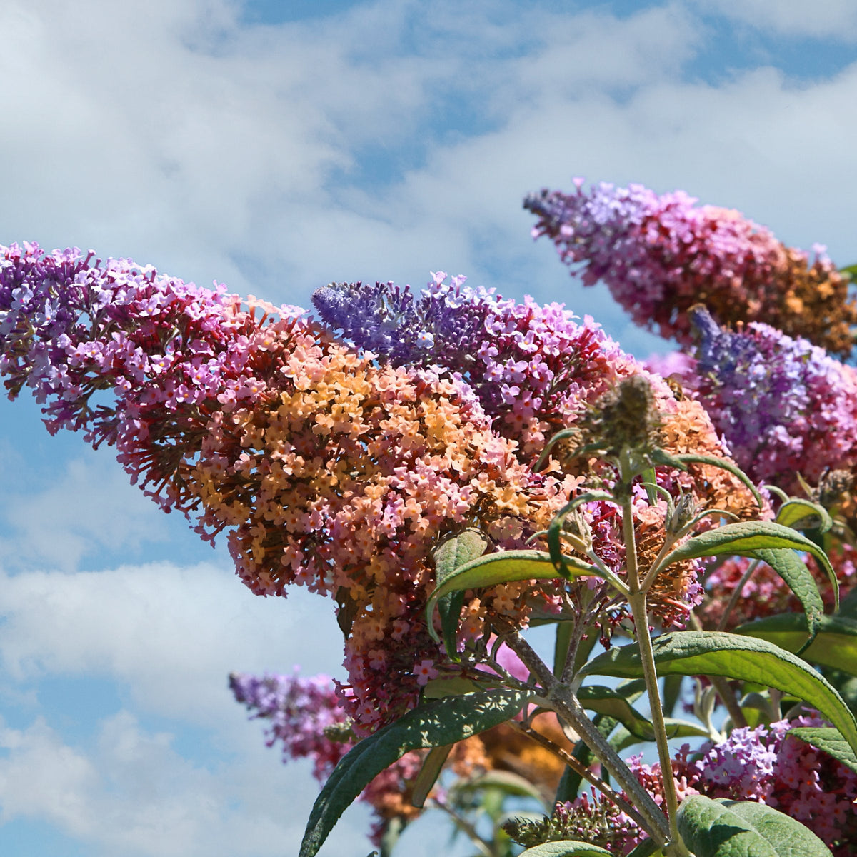 Buddleia 'Bicolor' Butterfly Bush - 3 Gallon Pot (NOVEMBER PICK UP SALE)