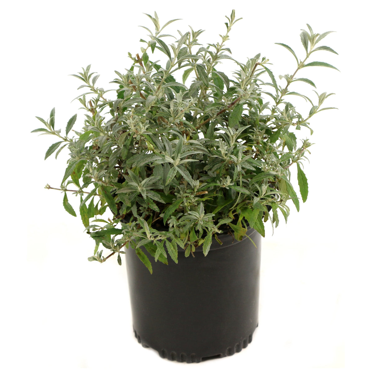Buddleia 'Bicolor' Butterfly Bush - 3 Gallon Pot (NOVEMBER PICK UP SALE)
