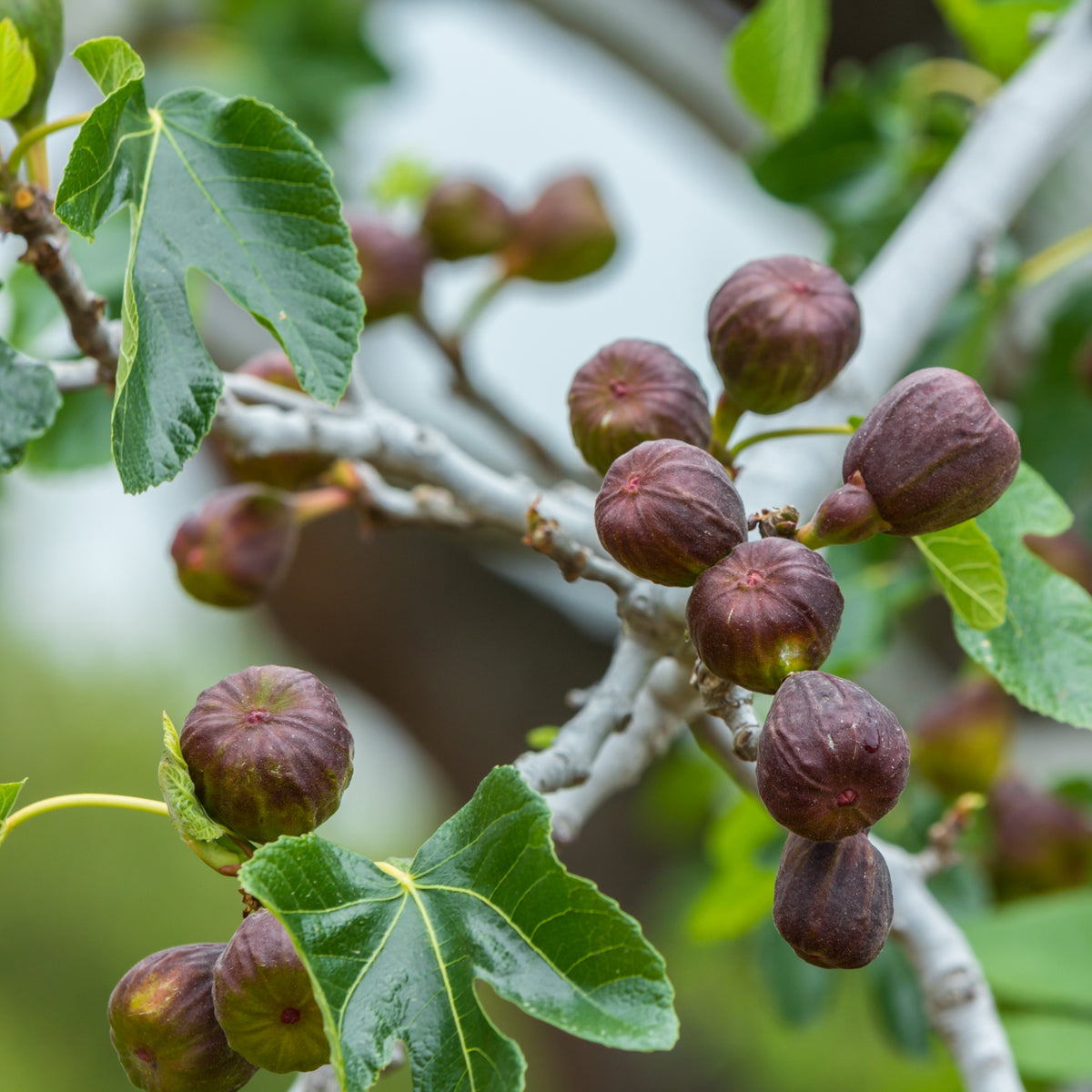 Ficus, 'LSU Purple' Fig - 3 Gallon Pot