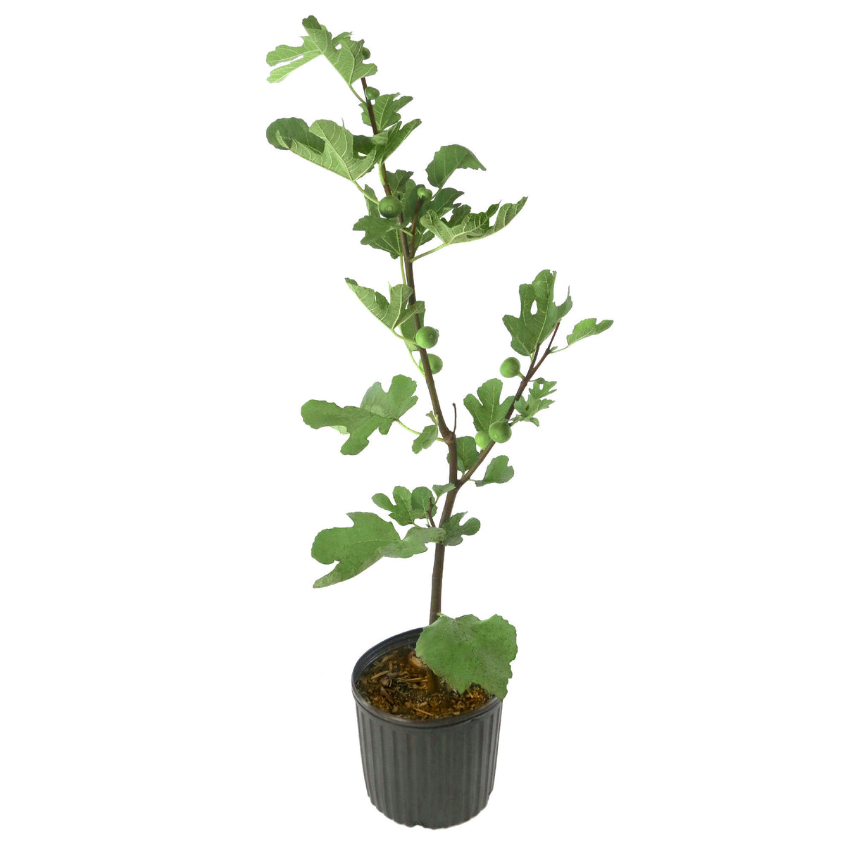 Ficus, 'LSU Purple' Fig - 3 Gallon Pot