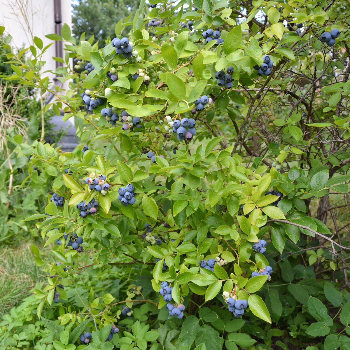 Vaccinium 'Legacy' Blueberry - 1 Gallon Pot