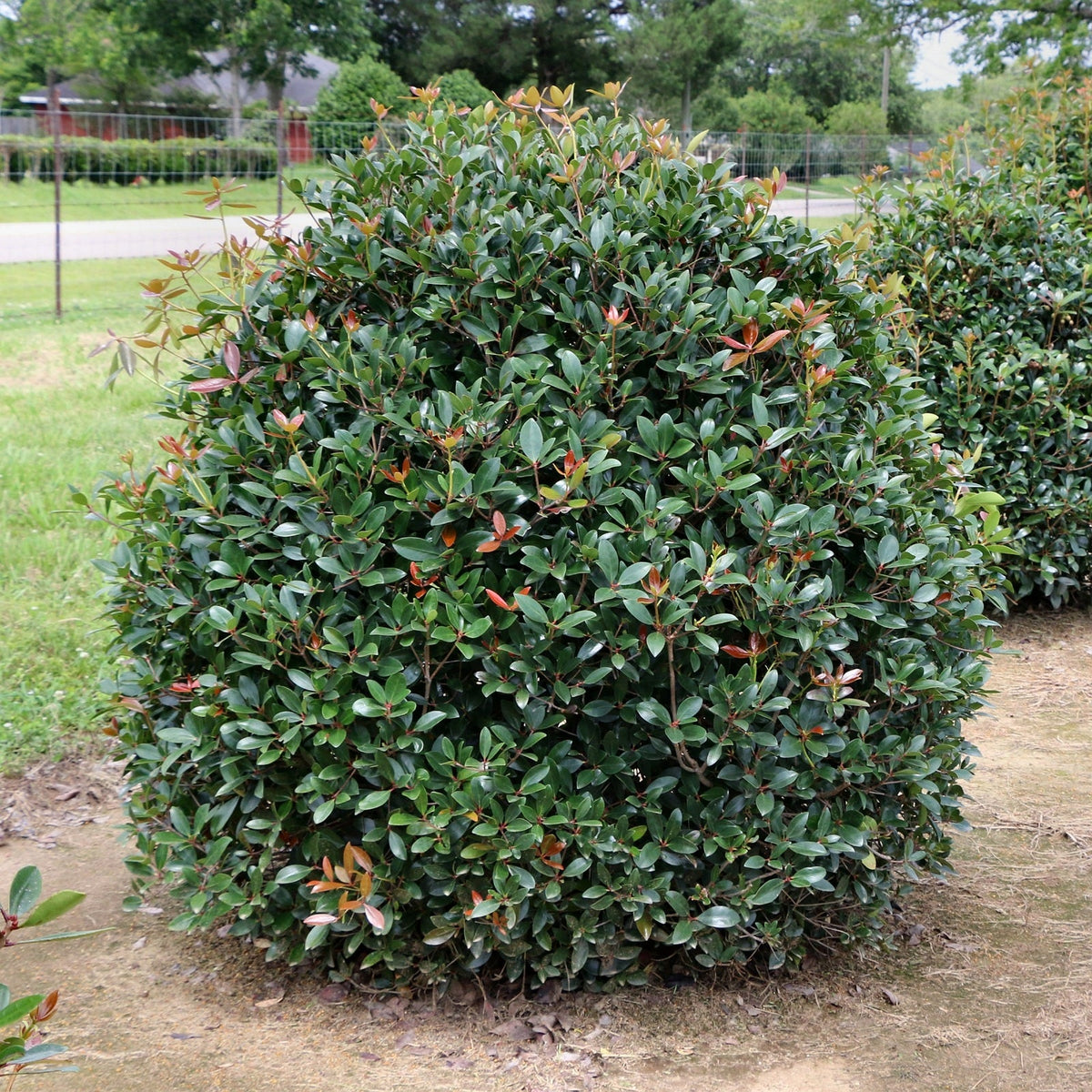 Cleyera Japonica - 4" Pot