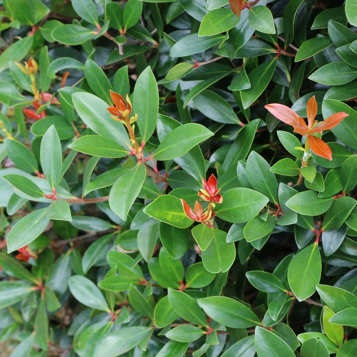 Cleyera Japonica - 3 Gallon Pot (NOVEMBER PICK UP SALE)