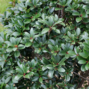 Cleyera Japonica - 3 Gallon Pot (NOVEMBER PICK UP SALE)