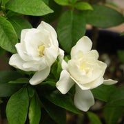 Gardenia 'August Beauty' - 3 Gallon Pot (NOVEMBER PICK UP SALE)