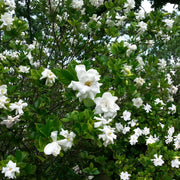 Gardenia 'August Beauty' - 1 Gallon Pot