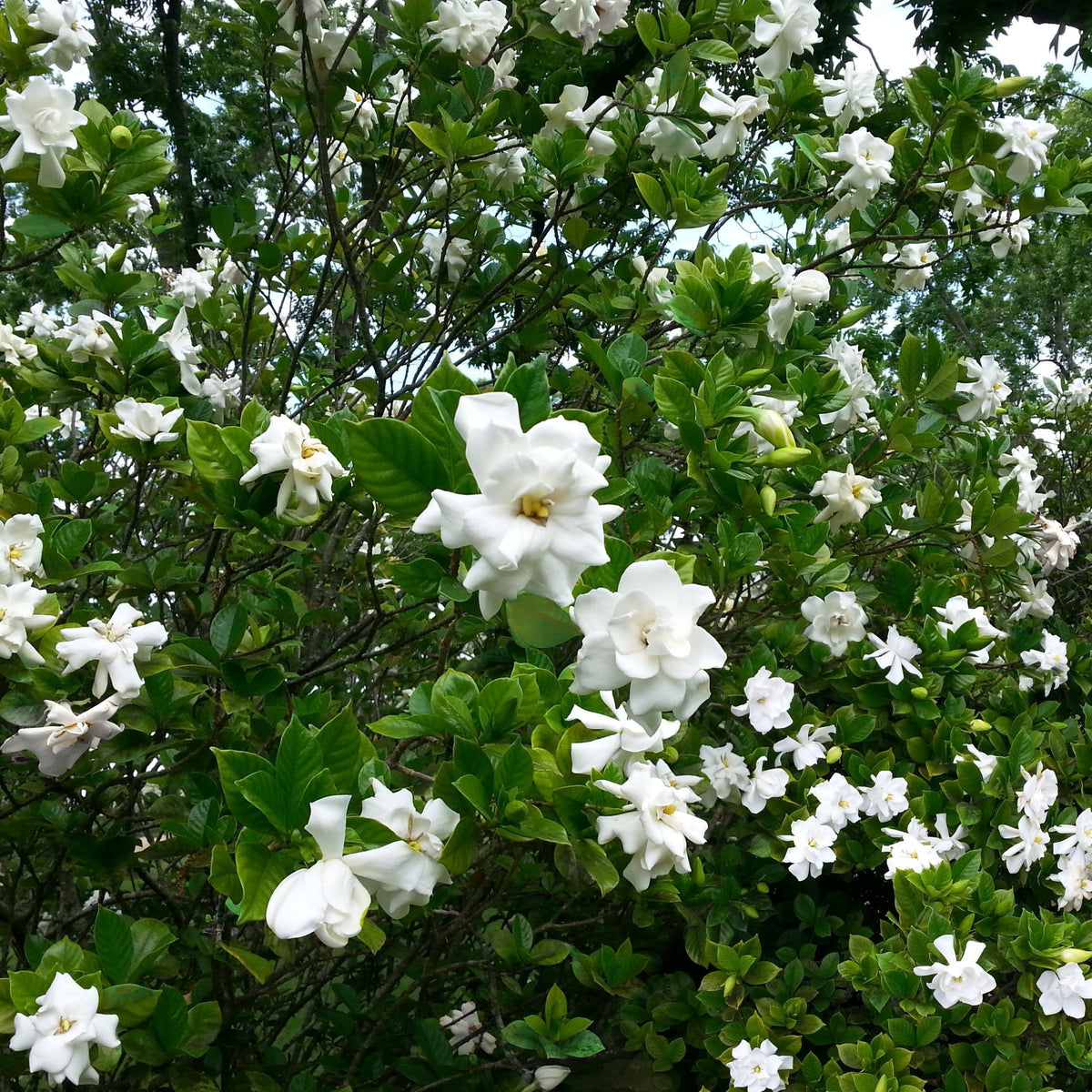 Gardenia 'August Beauty' - 1 Gallon Pot
