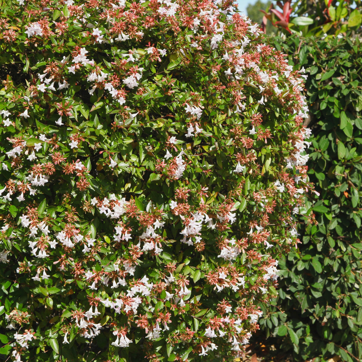 Abelia 'Rose Creek' - 1 Gallon Pot