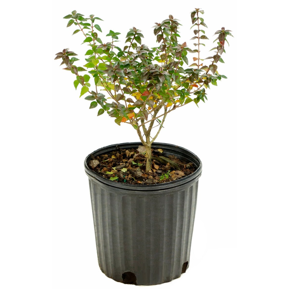 Abelia 'Rose Creek' - 1 Gallon Pot