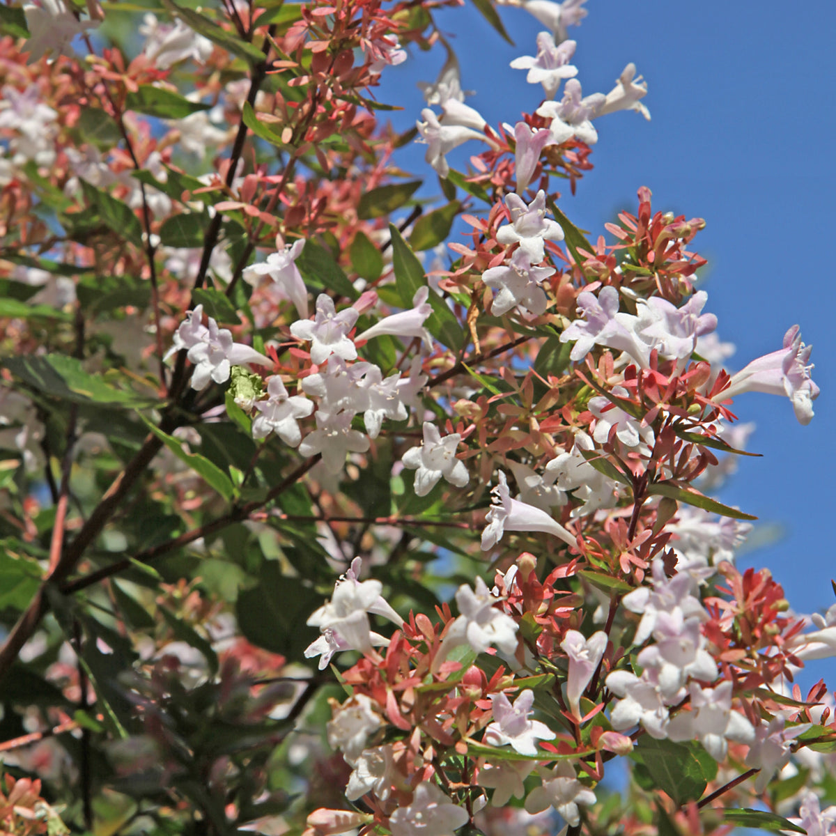 Abelia 'Rose Creek' - 1 Gallon Pot