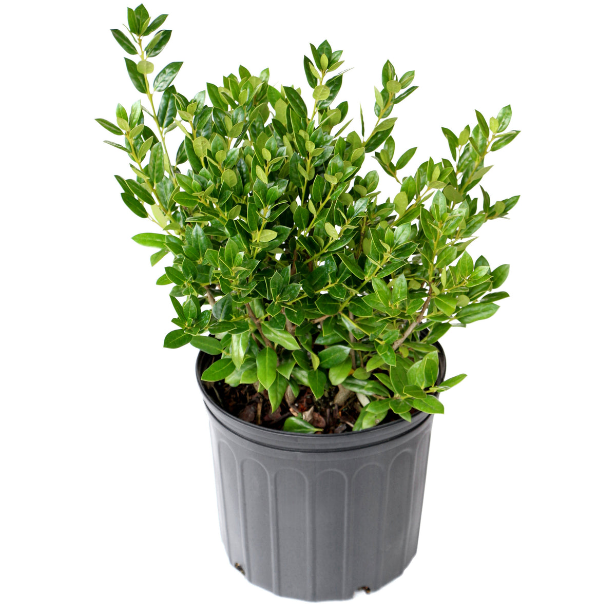 Ilex, Holly 'Needlepoint' - 1 Gallon