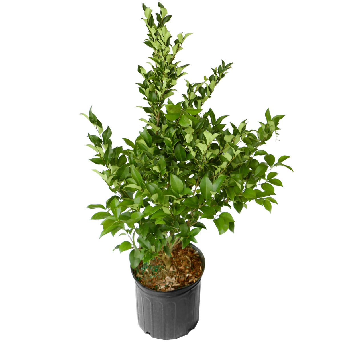 Ligustrum Curly Leaf, Evergreen Flowering Shrub - 1 Gallon Pot