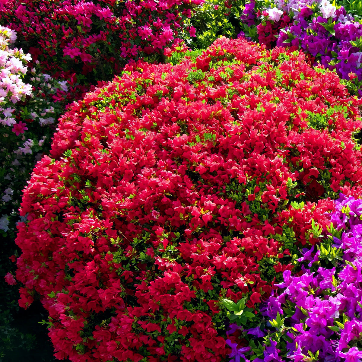 Azalea 'Tradition' - 3 Gallon Pot