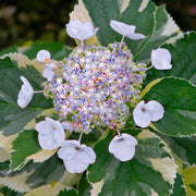 Hydrangea "Tricolor" variegated - 4" Pot (NOVEMBER PICK UP SALE)