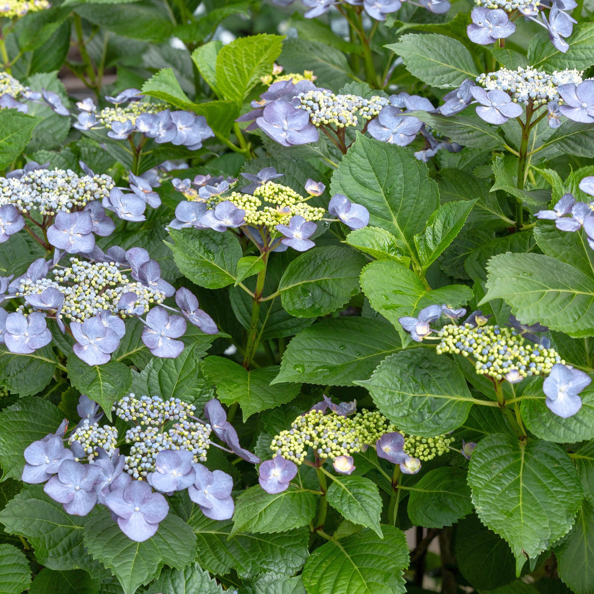 Hydrangea 'Blue Bird' - Square Quart
