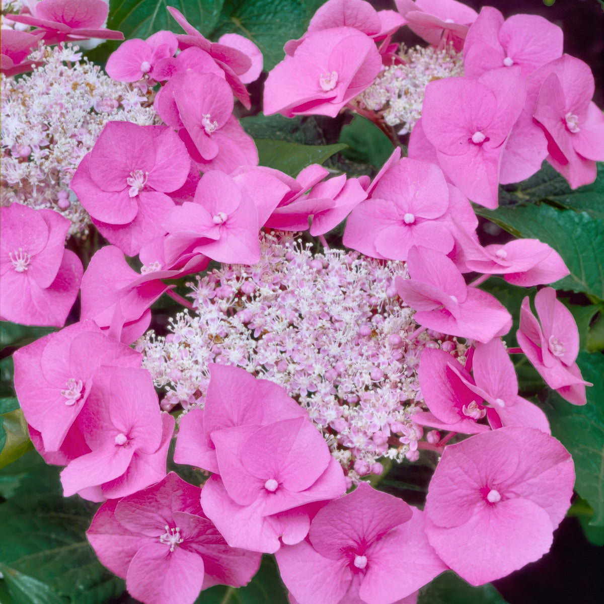 Hydrangea 'Preziosa' - 4"
