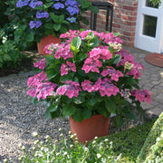 Hydrangea 'Preziosa' - 4"