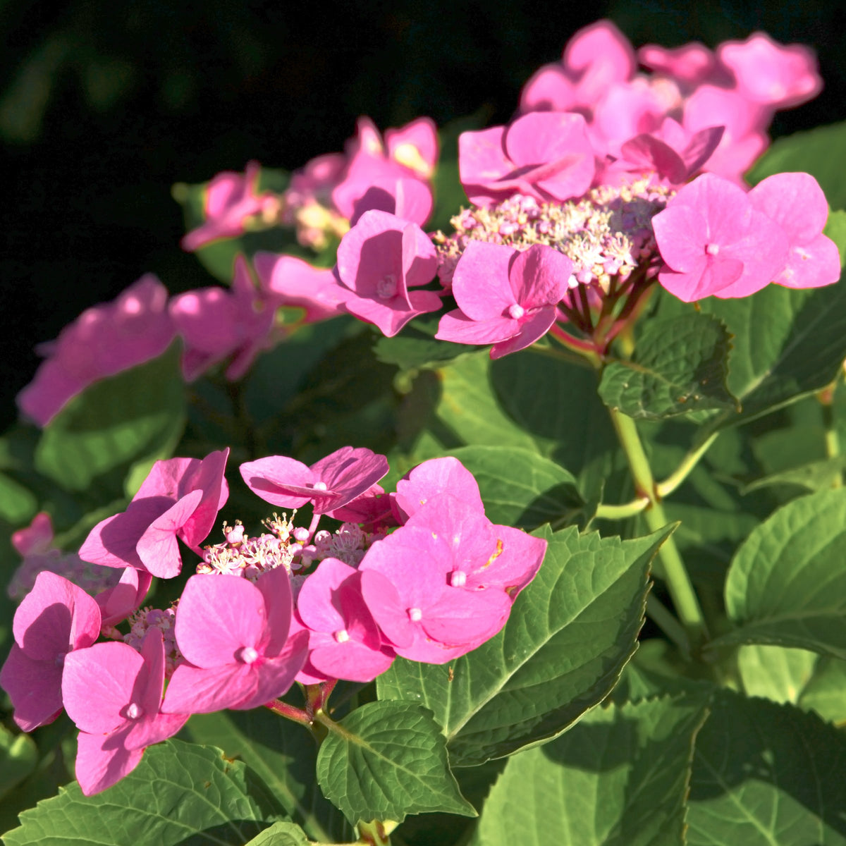 Hydrangea 'Preziosa' - 4"