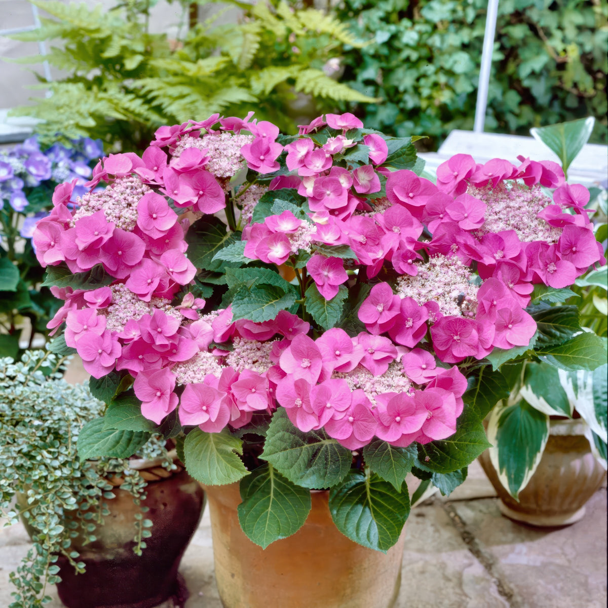 Hydrangea 'Preziosa' - 4"