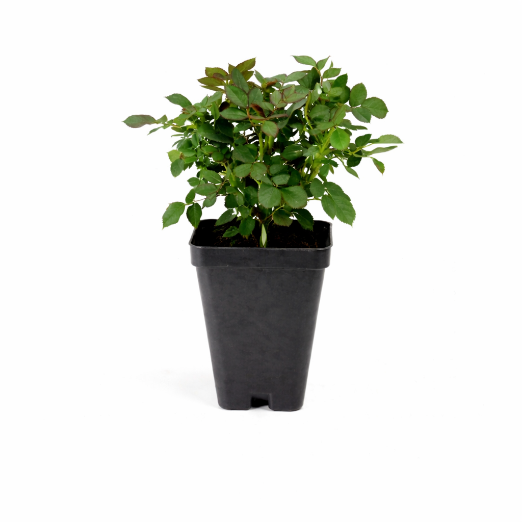 Rose Lavender Miniflora- 2.5" Pot