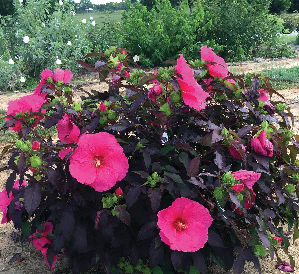 Hibiscus, Head Over Heels® 'Passion' - 1 Gallon Pot