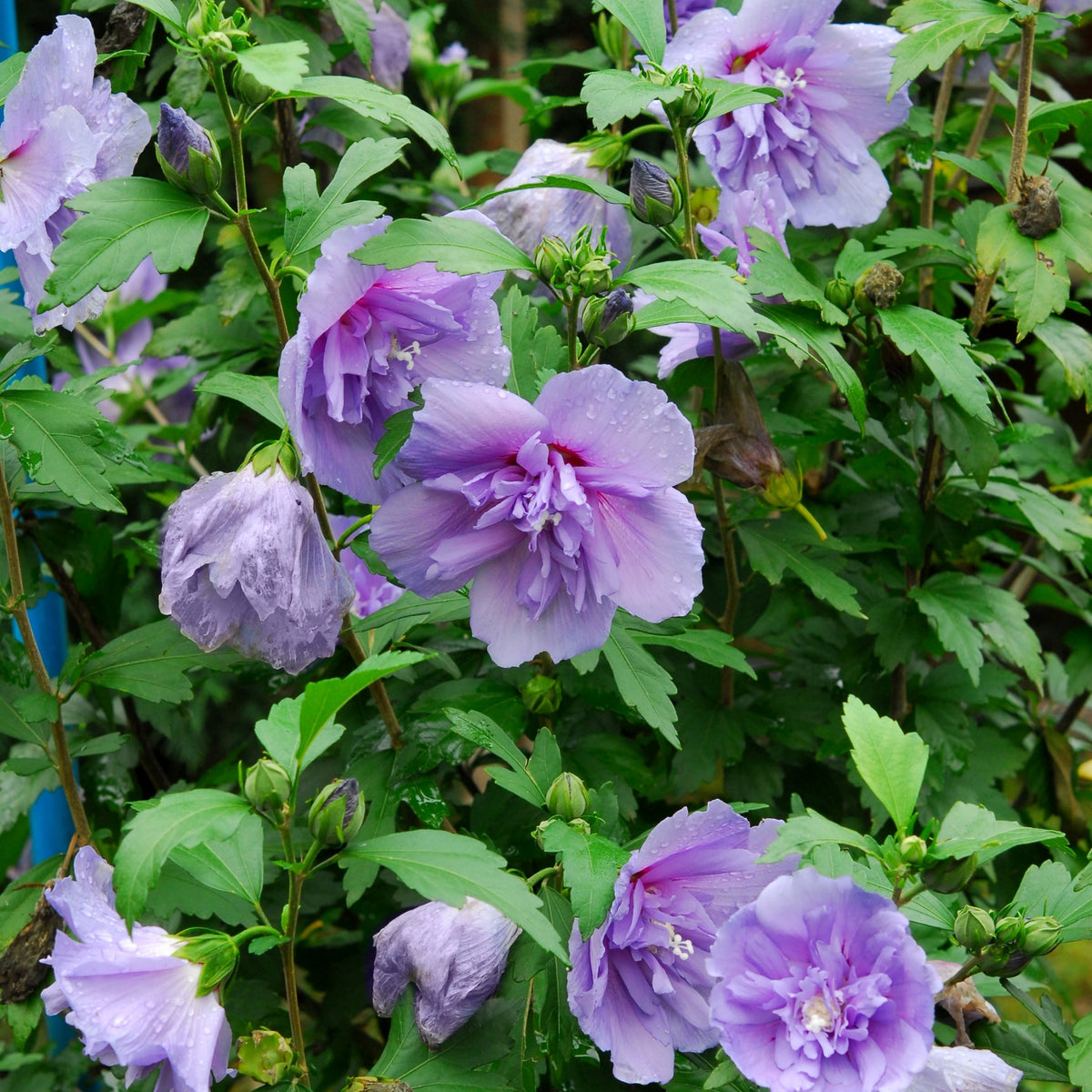 Hibiscus Rose of Sharon Tree 'Dark Lavender Chiffon® - 1 Gallon Pot