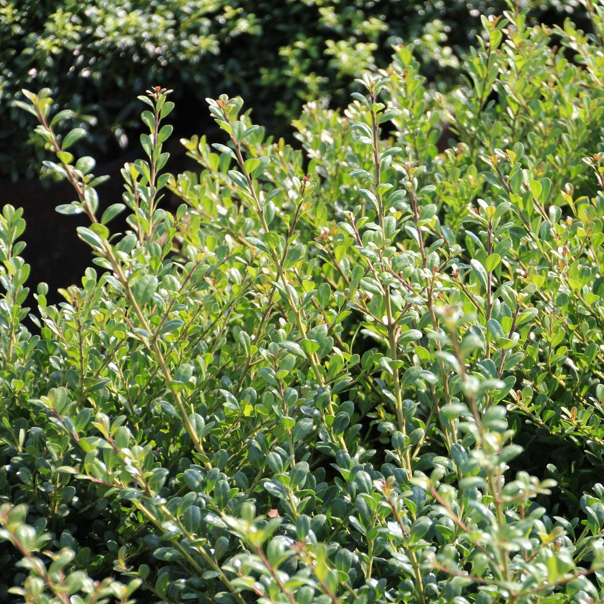 Ilex, Holly 'Compacta' - 4" Pot