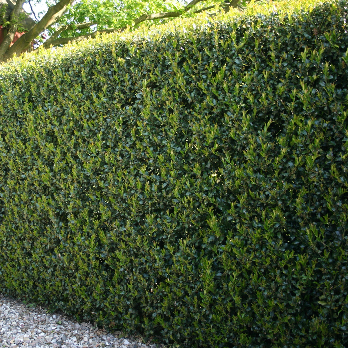 Ilex, Holly 'Dwarf Burford' - 1 Gallon Pot
