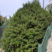 Ilex, Holly 'Dwarf Burford' - 3 Gallon Pot