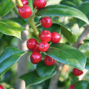 Ilex, Holly 'Needlepoint' - 1 Gallon