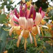 Lonicera 'Peaches & Cream' Honeysuckle - 4" Pot (NOVEMBER PICK UP SALE)