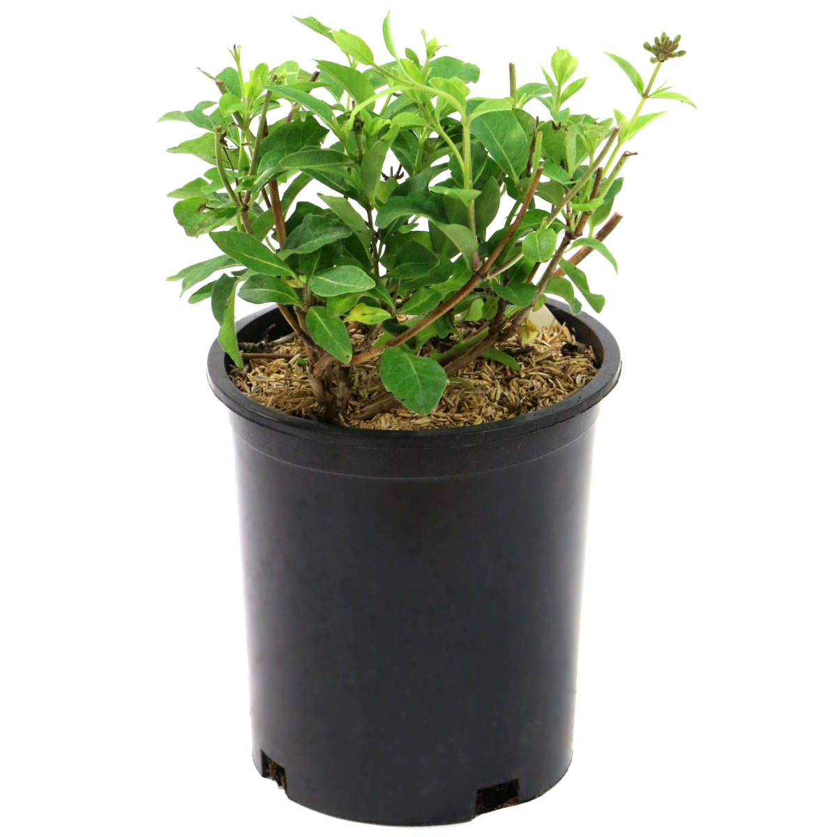 Lonicera Serotina  Honeysuckle - 1 Gallon Pot