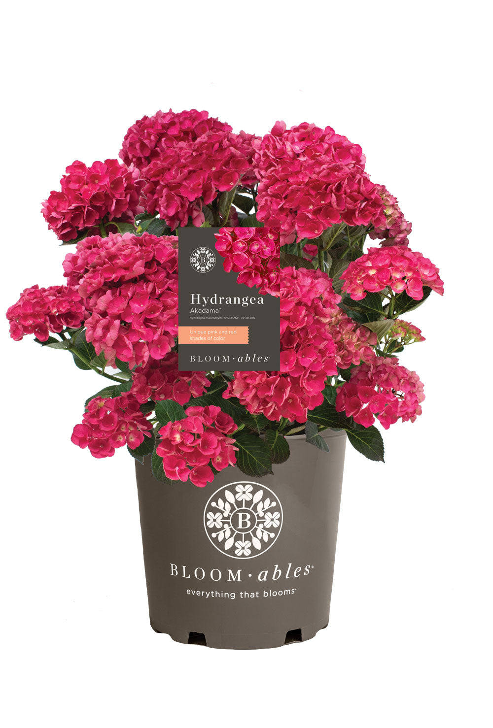 Hydrangea  Akadama - 1 Gallon Pot