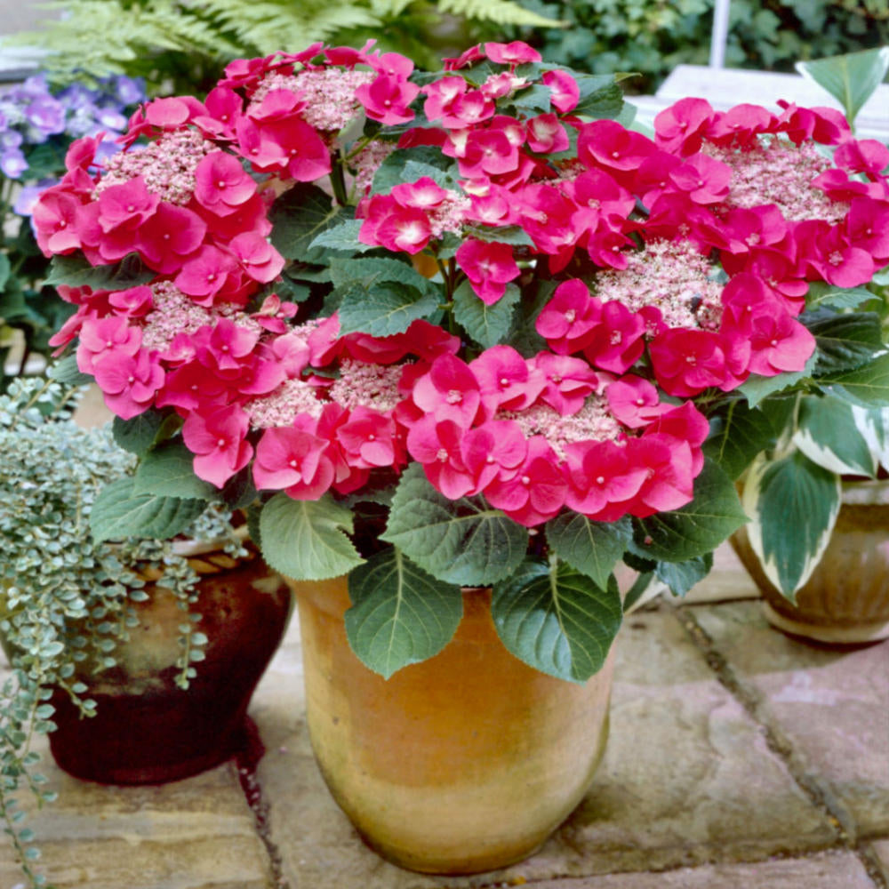 Hydrangea Cherry Explosion 'McKay' - 4" Pot